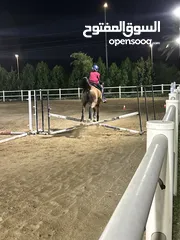  3 Jumping horse 9y old