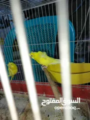  18 جوز حب هوجو رومو لاتينو  وردات فل شغال للبيع او للبدل علا جوز كنار .. اقرأ الوصف .. للبيع بدون قفص