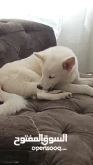  4 white female huskie