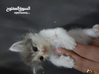  11 قطط كاليكو مكس شيرازي عمر شهرين