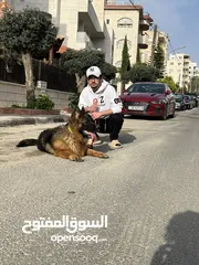  3 جيرمان شبرد أنثى للبيع