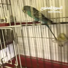  3 جواز كوكتيل جواز حب مكفول