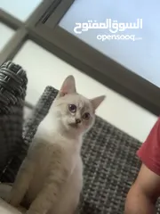  2 قطه سكوتش ستريت