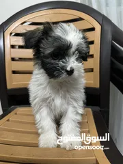  2 كلب فرنسي ذكر (فرنش تيرير للبيع عمر شهرين ونص)