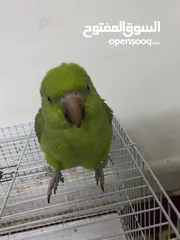  2 Parrot for sale with cage and food Start talking little bit