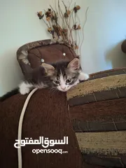  6 بسان عمره شهر للتبني
