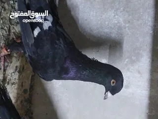  9 حمام عروق للبيع