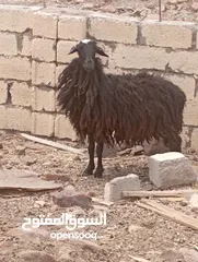  2 جاعده عمانيه