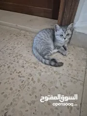  7 قط سكوتس عمر 3 اشهر للبيع