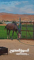  3 حصان عربي مسجل للبيع