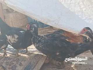  2 طيور للبيع بغرض نقل مكان السكن