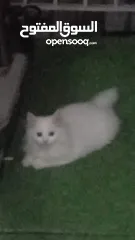  1 6 month old persian kitten full white male