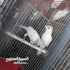  13 5 مخاليق أعمارهم 9 اشهر