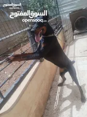  2 كلب دبر مان أنثى مرخصة ماخذه كل المطاعيم مطيعه جداً