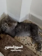  1 قط للبيع بسم الله ما شاء الله  اسم القط طبوش