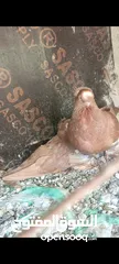  3 كوم حمام ألماني روسي مع الزقة كاملة والبيع كوم كامل مرفق مقطع فيديو مع الصور بسعر حرق اقراء الوصف