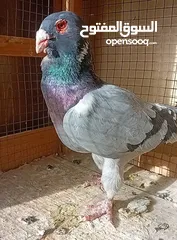  4 حمام نخب بيع او  بدل