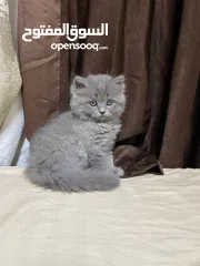  3 قطط بريتش ستريت وفولد للبيع