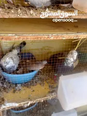  2 حمام كش وزق للبيع او للبدل على عصفير