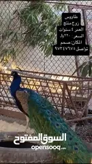  1 طاووس زوج منتج