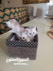  3 متاح قطط سكوتش ستريت  عدد ثلاثة صحه عمر 47 يوم