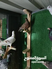  12 حمام مشكل بسعر حرق