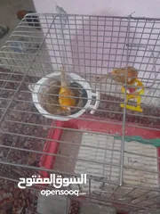  1 جوز كنار ماشاءالله علي شغال تحتي بيض الموقع سحاب محطة جار لقمر