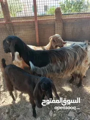  7 تبارك الله موجود عنزين كفاله حليب السن ريشه الحبه وجمع نظيف موجود شعاري اثنتين لحم ومقنوي يقطع من 17