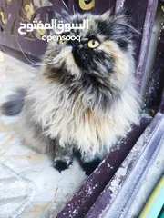  1 قطة بارتي كلير، سلاسة اصلية 100٪ ولون نادر بالسلالة