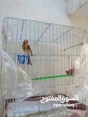  4 بندوق حسون  بحككي حسون مرفق فيديو نار لتعليم الفراخ