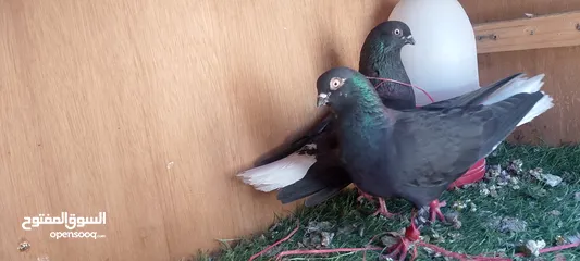  7 حمام للبيع