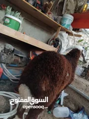  4 عبور للبيع  حبه نظيفه