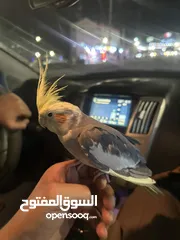  1 كوكتيل اليف
