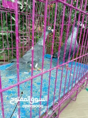  4 حمام للبيع في ناعور
