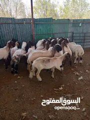  2 صق صوف غنم و غسيل و تقليم اظافر