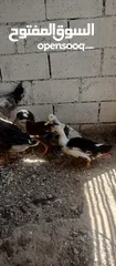  1 مطلوب بيض بط وبيض حبش
