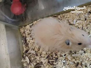  3 هامستر لونغ هير