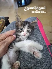  3 بسان عمره شهر للتبني