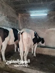  4 ابقار ضحايا للبيع