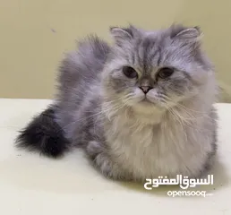  9 قطط للبيع اناث و ذكر.