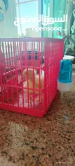  3 بطه مع قفصها