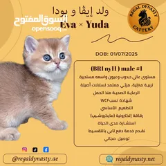  12 High-level British Shorthair kittens with pedigree