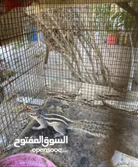  1 سناجب عمانيات.