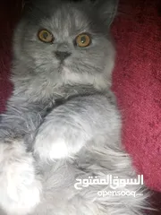  4 قطط هملايا