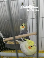  2 جوز كوكتيل بسعر مناسب