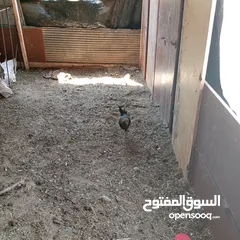  2 فراخ للبيع السلط