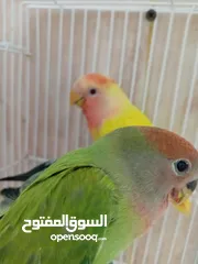  2 Love bird chicke tamed