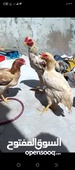  10 دجاج نخب للبيع