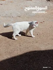  5 قط ابيض جميل جدا مع عينان زرقاوان و حالته الصحية جيدة و هادا و مرح وكن غير مدرب