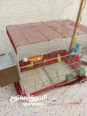  6 جوز حب مع 5فراخ
